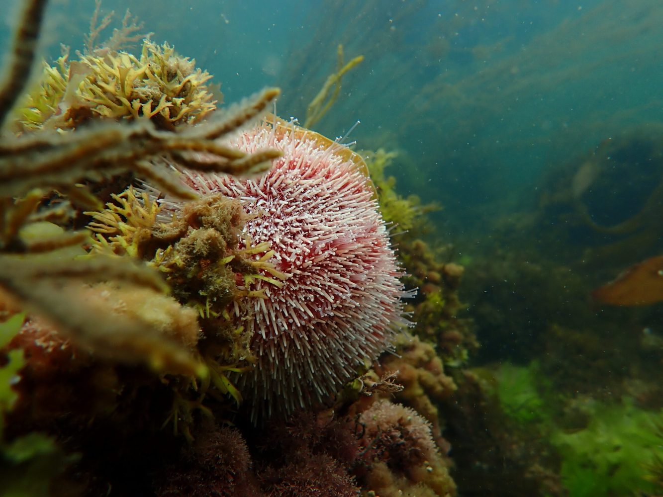 a close up of a coral