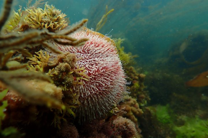 a close up of a coral