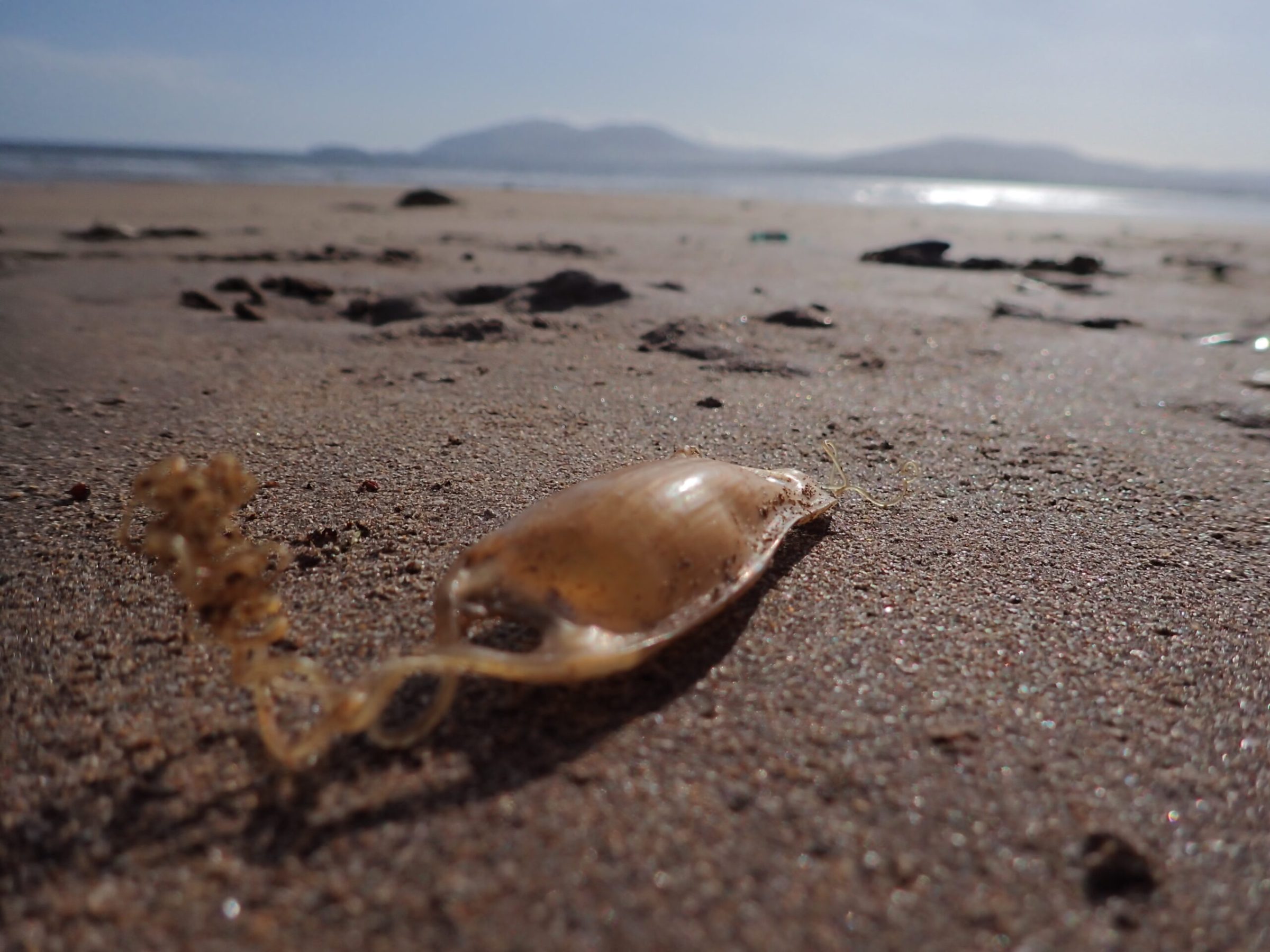 a close up of a sandy beach